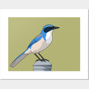 California Scrub-jay Posters and Art